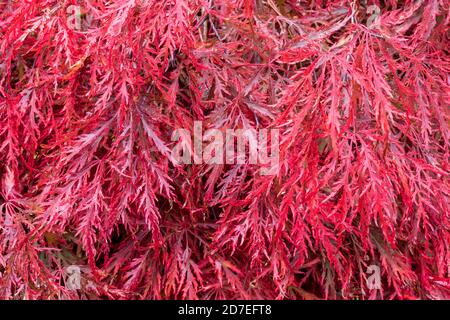 Close up of crimson red Autumn leaf colour of weeping Laceleaf Japanese Red Maple, Acer palmatum `Garnet`. Stock Photo
